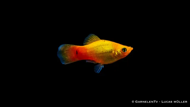 Garnelen TV Platy Gold glödljus 5-7cm sällskap