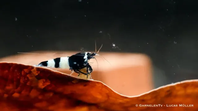 Garnelen TV Black Panda räka svart-vit