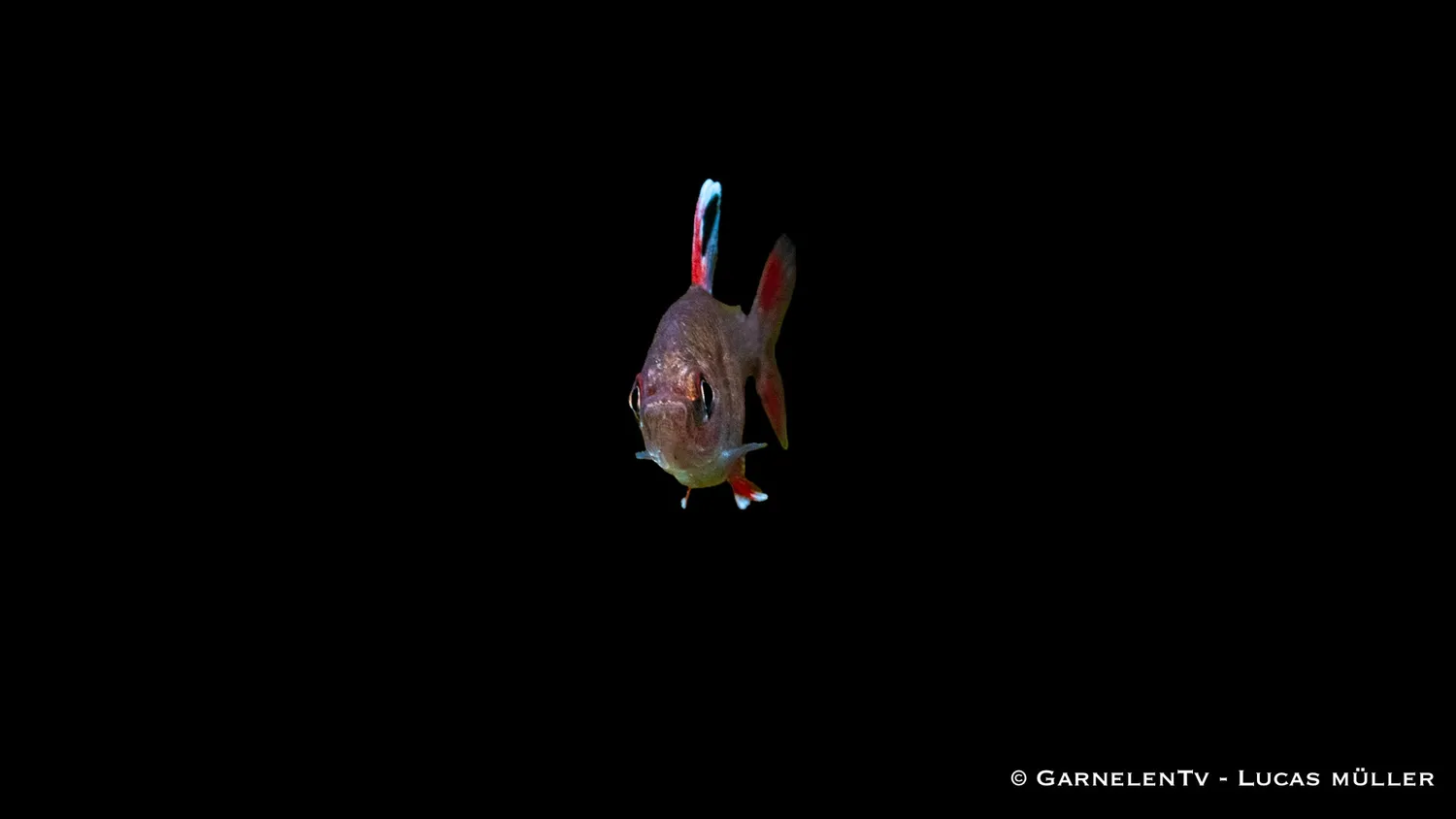 Garnelen TV Schmucksalmler White Fin akvariefisk DNZ
