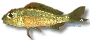 Callochromis melanostigma ciklid 4–5 cm sandciklid