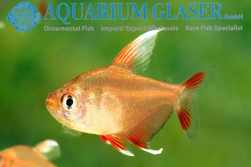 Näsets Ciklidhobby Ornatus White Fin akvariefisk lg
