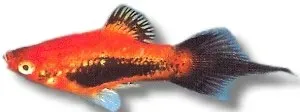 Xiphophorus maculatus Tuxedo Pintail platy 3-4 cm