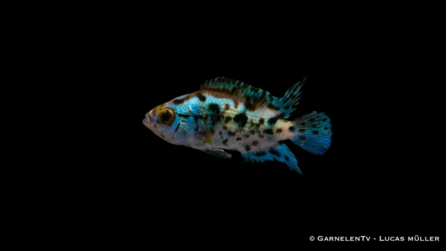 Garnelen TV Rocio octofasciata Blue Dempsey akvariefisk 15 cm