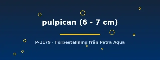 Cynotilapia pulpican malawiciklid 6–7 cm