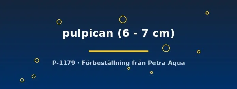 Cynotilapia pulpican malawiciklid 6–7 cm