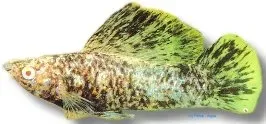 Näsets Ciklidhobby Poecilia velifera spotted molly över 5 cm segelfena