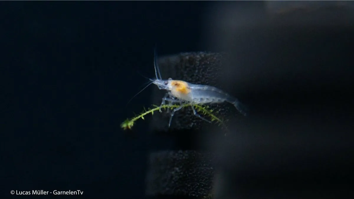 Neocaridina White Pearl räka palmata 2-2,5 cm