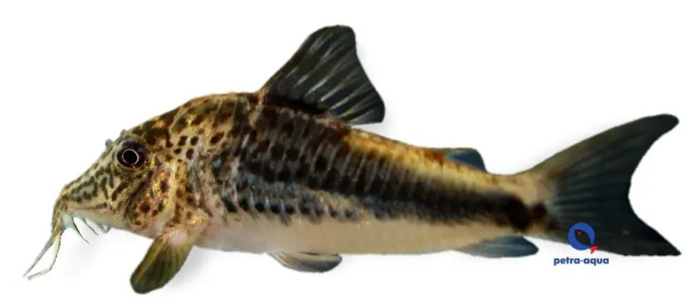 Näsets Ciklidhobby Corydoras Huanta 3–3,5 cm mal