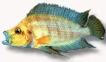 Lamprologus mabilibili orange ciklid 3–4 cm