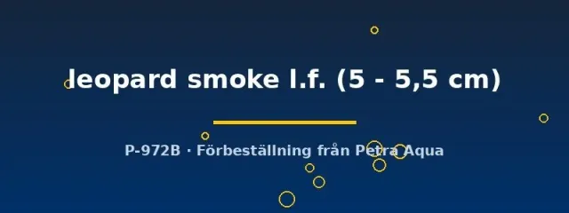 Pterophyllum scalare leopard smoke skalarfisk 5–5,5 cm