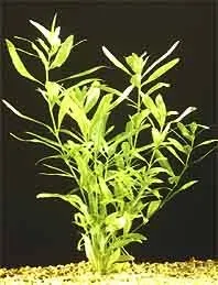 Näsets Ciklidhobby Hygrophila polysperma pot akvarieväxt