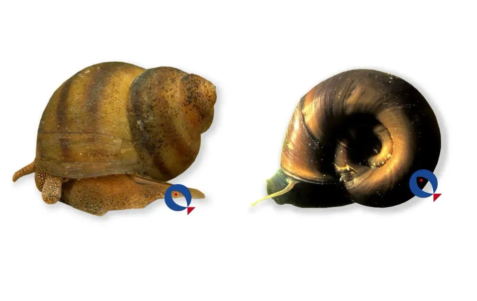Teichschnecke mix dammsnäcka 1,5–3 cm