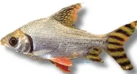 Näsets Ciklidhobby Silver prochilodus akvariefisk 3-4 cm röd fena