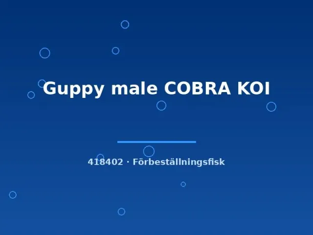 Näsets Ciklidhobby Guppy Cobra Koi hane lg akvariefisk