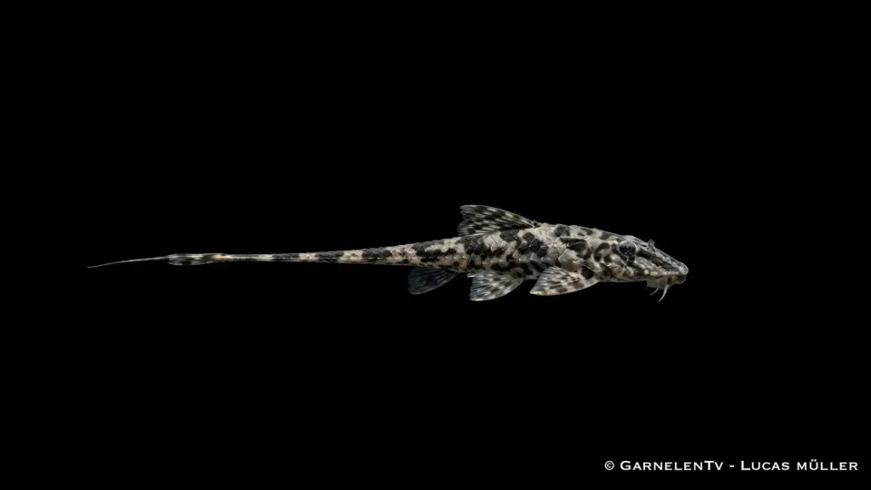 Garnelen TV Loricaria similina häxmal munruvare