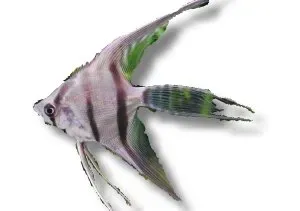 Näsets Common Long fin skalar slöjskalar 2,5–3 cm långfenad