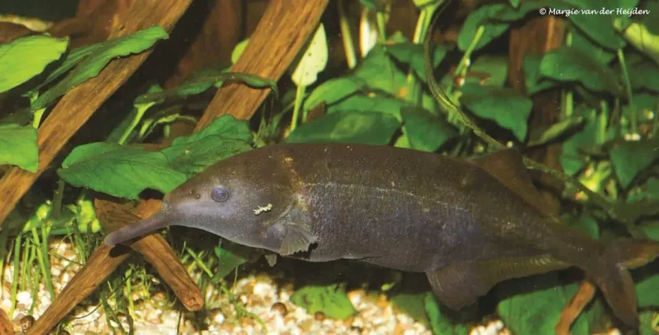 Gnathonemus petersii elefantnosfisk nattaktiv
