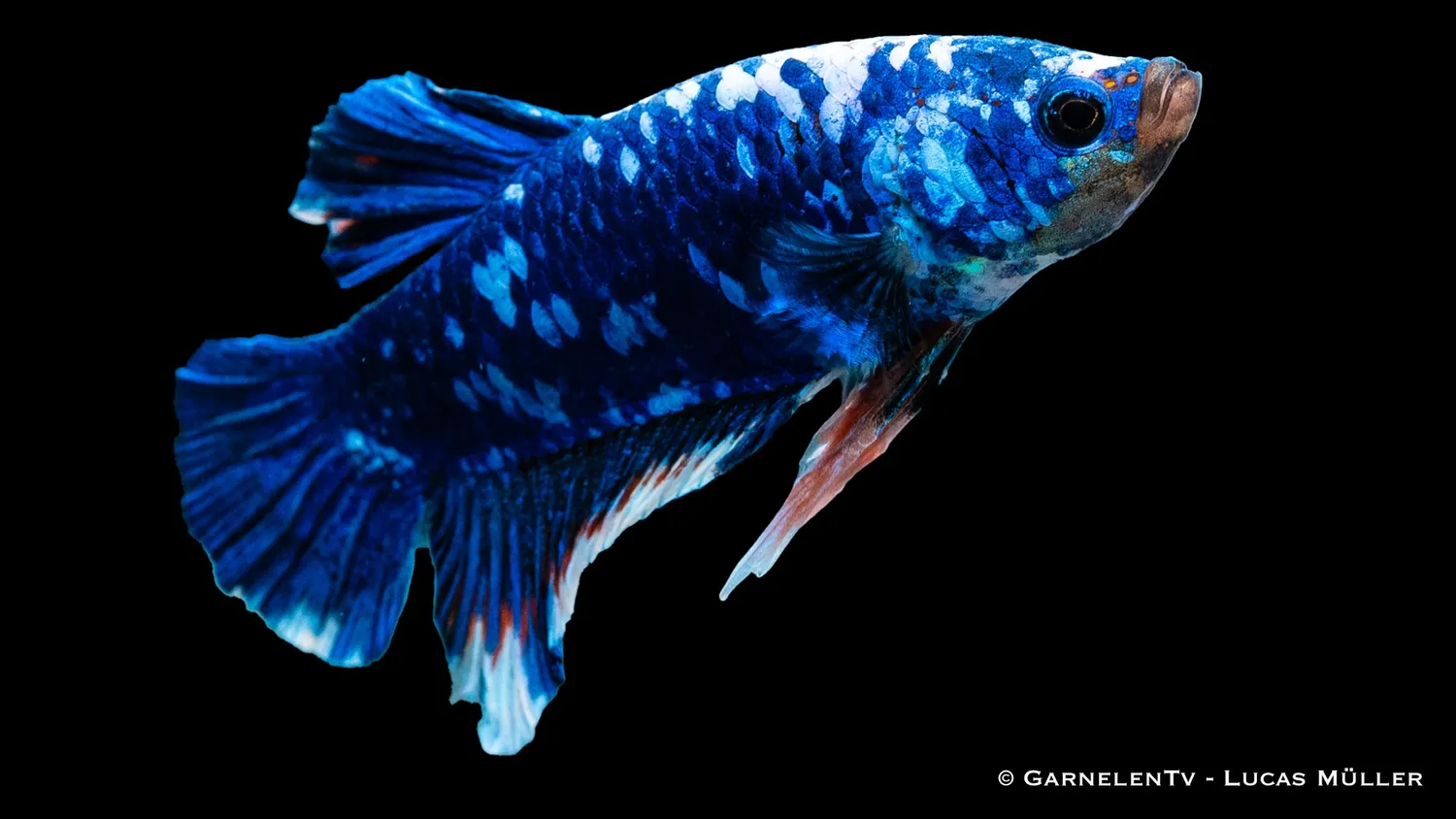 Garnelen TV Koi Galaxy Plakat kampfisk hane