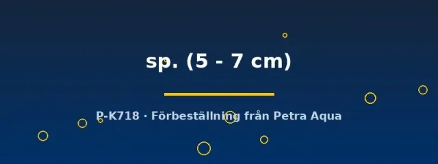 L067 Pseudoancistrus mal 5–7 cm