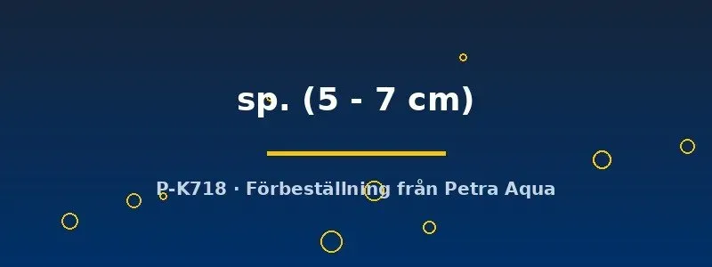 L067 Pseudoancistrus mal 5–7 cm