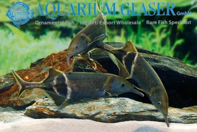 Näsets Ciklidhobby Gnathonemus petersi akvariefisk 8–12 cm