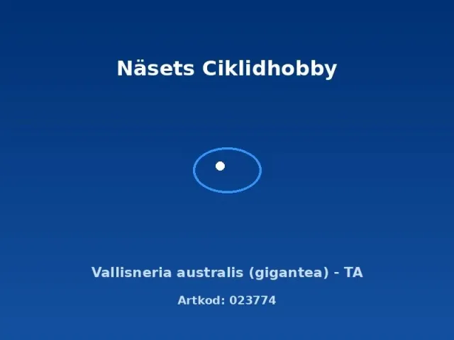 Näsets Ciklidhobby Vallisneria australis gigantea akvarieväxt TA