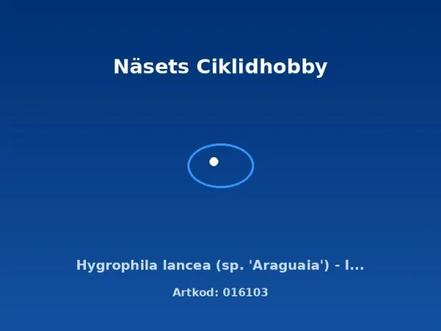 Näsets Ciklidhobby Hygrophila lancea Araguaia växt in vitro