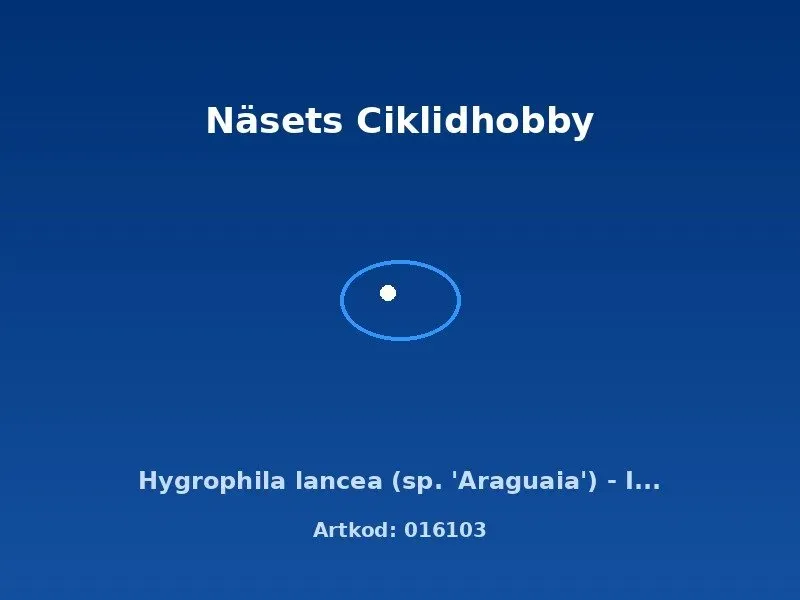 Näsets Ciklidhobby Hygrophila lancea Araguaia växt in vitro