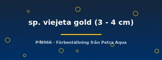 Näsets Ciklidhobby Apistogramma viejeta gold dvärgciklid 3–4cm