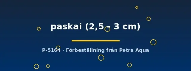 Näsets Ciklidhobby Pseudomugil paskai akvariefisk 2,5–3 cm stimfisk