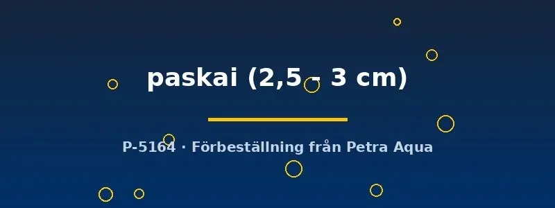 Näsets Ciklidhobby Pseudomugil paskai akvariefisk 2,5–3 cm stimfisk