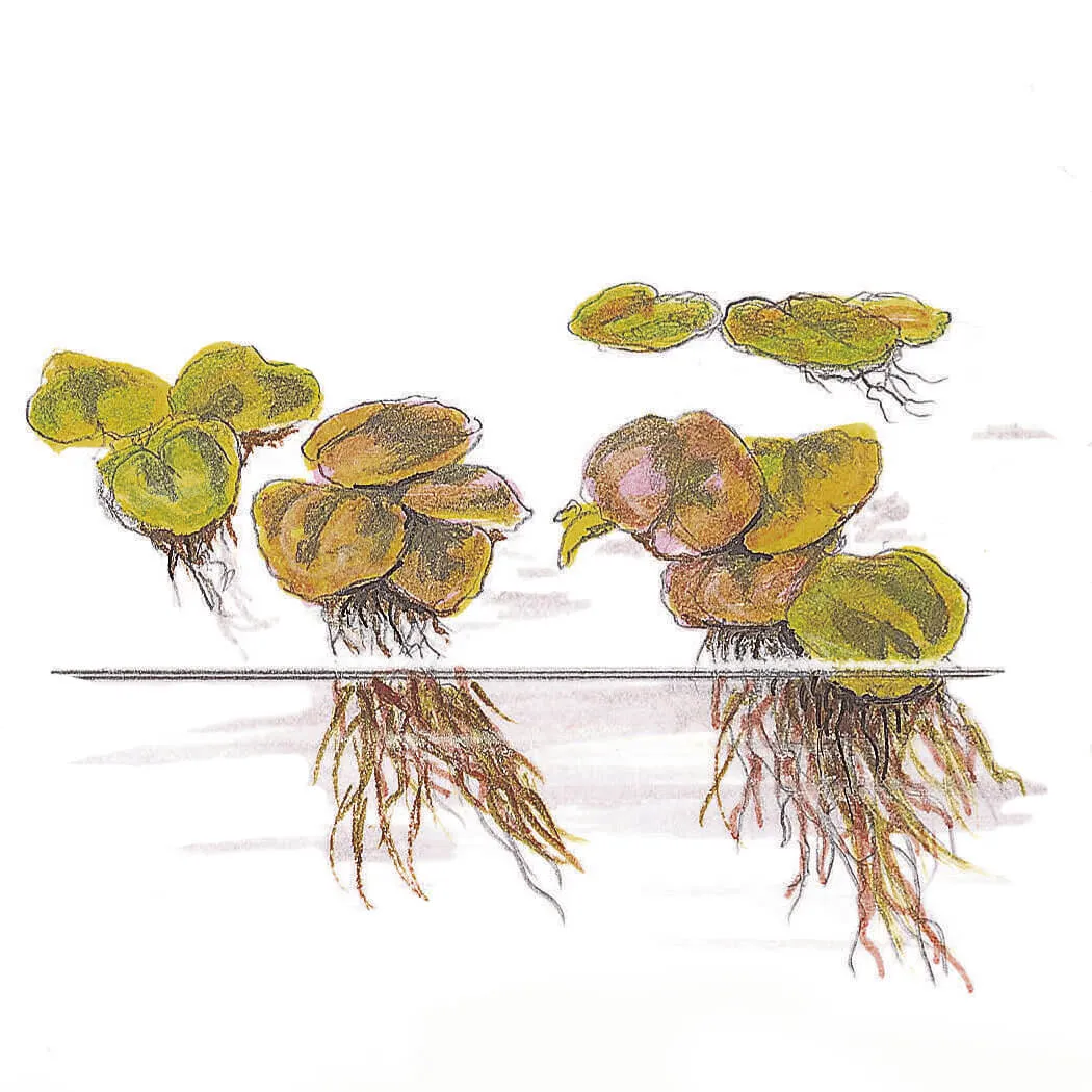 Akvarievalvet Phyllanthus fluitans flytväxt rödaktig