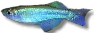Näsets Ciklidhobby Procathopus aberans 3,5-4 cm akvariefisk