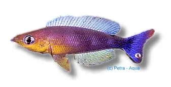 Näsets Ciklidhobby Cyprichromis lept. kigoma akvariefisk 4–5 cm