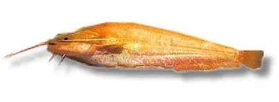 Näsets Ciklidhobby Silurus Glanis Gold mal 12–17 cm
