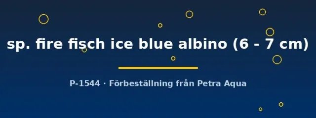 Näsets Ciklidhobby Aulonocara fire fish ice blue albino ciklid 6–7