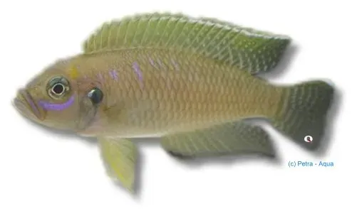 Näsets Ciklidhobby Magarae ciklid 3,5–4 cm Tanganyika