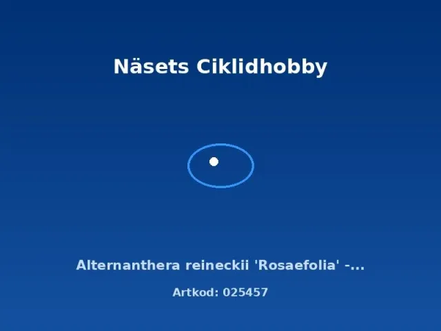 Näsets Ciklidhobby Alternanthera reineckii Rosaefolia XL akvarieväxt