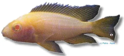 Näsets Ciklidhobby Aulonocara red pink albin ciklid >9 cm röd