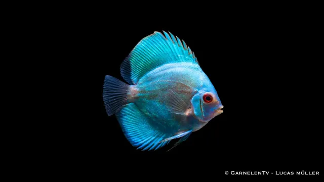 Garnelen TV Blue Diamond diskus Symphysodon akvariefisk