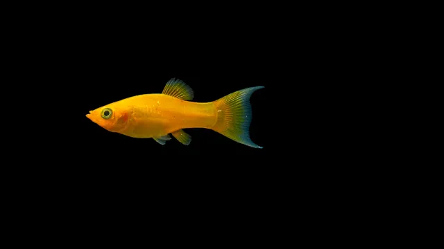 Garnelen TV Gold Molly Lyratail Poecilia sphenops 5–7 cm mollyfisk