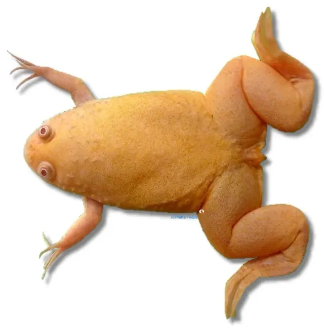 Näsets Ciklidhobby Xenopus laevis albino klogroda 3 cm