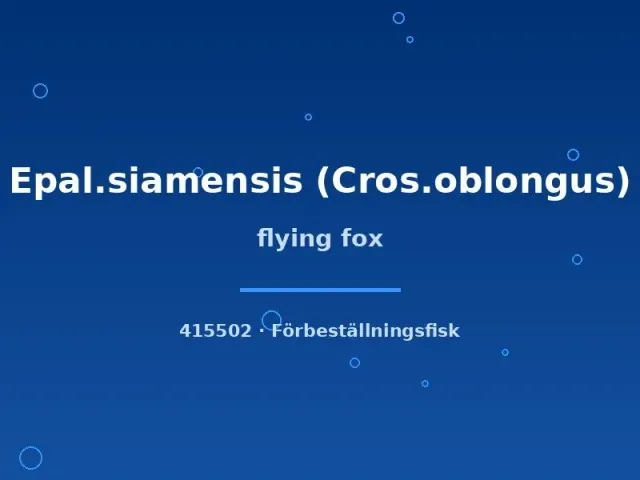 Näsets Flying Fox algätare 3 cm siamensis