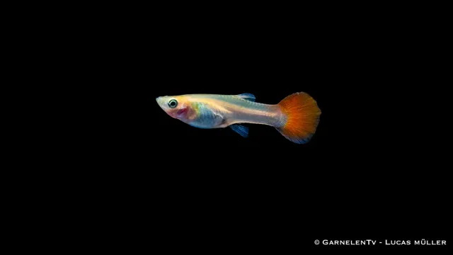 Garnelen TV Guppy Pink Metallic Poecilia reticulata hona