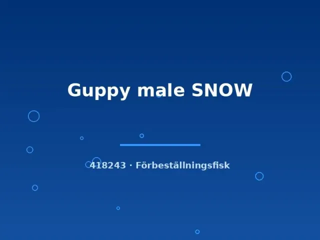 Näsets Ciklidhobby Guppy Snow hane akvariefisk lg vit