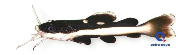 Phractocephalus hemiliopterus rödstjärtsmal 4-5 cm