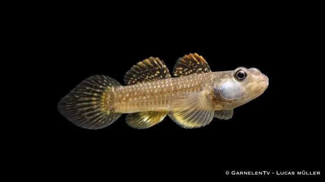 Garnelen TV vitkindsgoby Rhinogobius duospilus bottenfisk