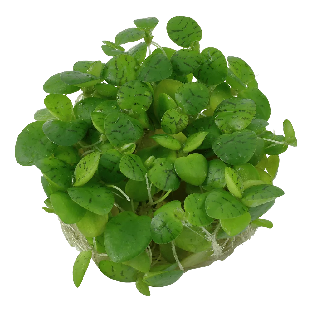 Akvarievalvet Limnobium laevigatum flytväxt