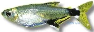 Näsets Ciklidhobby white-spot tetra 3–3,5 cm stimfisk