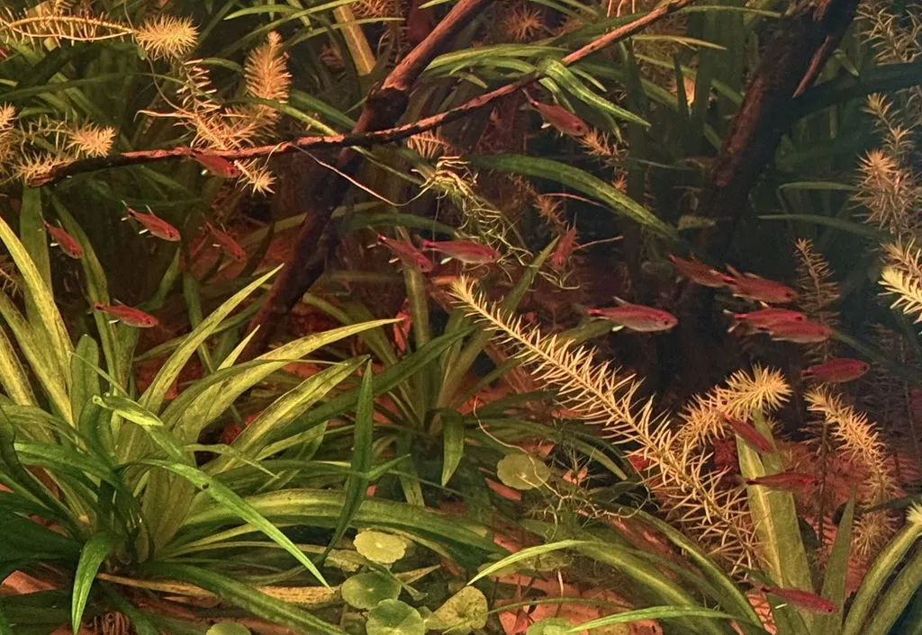 Garnelen TV Röd pepparsalmler akvariefisk